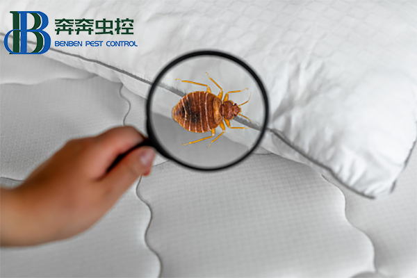 臭蟲(chóng)有什么危害？如何消滅臭蟲(chóng)？