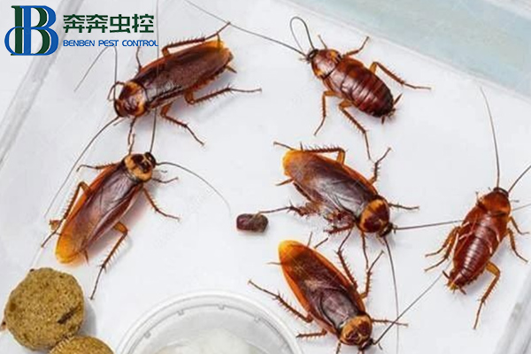 &ldquo;超市&rdquo; 或 &ldquo;商場(chǎng)&rdquo; 遇到蟑螂應(yīng)該怎么防治？