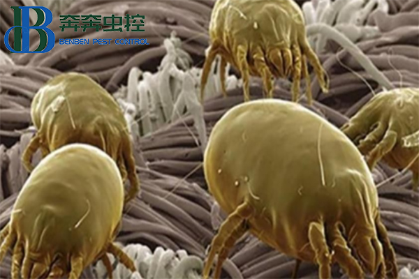 防治塵螨，守護(hù)健康生活