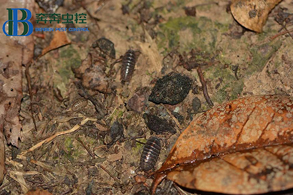 潮蟲(chóng)的習(xí)性特征及防治方法