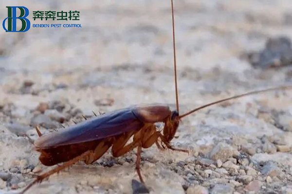 美洲大蠊是蟑螂嗎？美洲大蠊是什么蟲(chóng)？