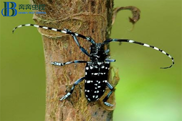 天牛應(yīng)該如何防治？