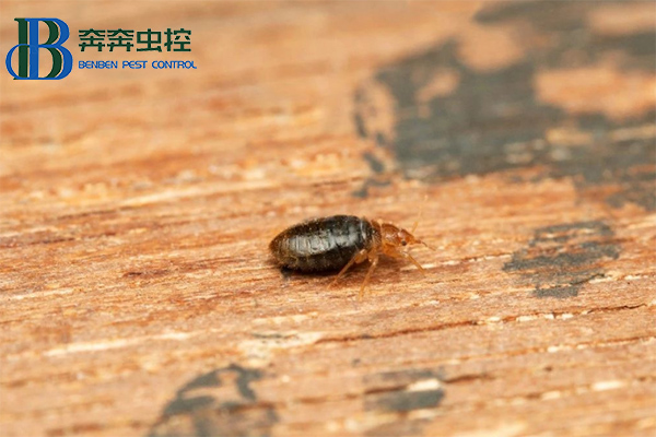 臭蟲不可怕，教你消滅他