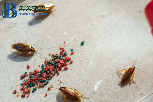 冬日戰(zhàn)&ldquo;螂&rdquo;攻略