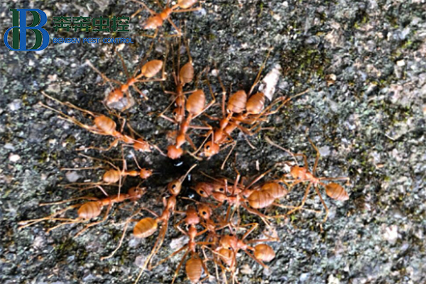 紅火蟻有啥危害，如何防治？