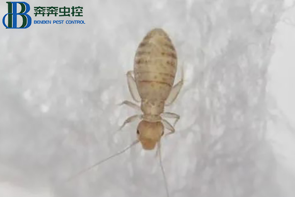 家里出現(xiàn)的小蟲子&mdash;&mdash;書虱