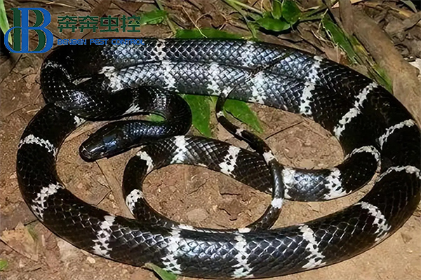 夏日蛇類活躍季，如何防治蛇？