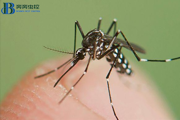 基孔肯雅熱防治指南：從蚊蟲防控到個(gè)人防護(hù)